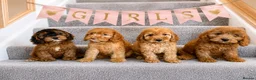 Cockapoo dogs for sale: Cockapoo puppies F1 READY NOW  - Advert 4
