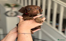 Cocker Spaniel dogs for sale: Cocker spaniel (working cocker spaniel)   - Image 19
