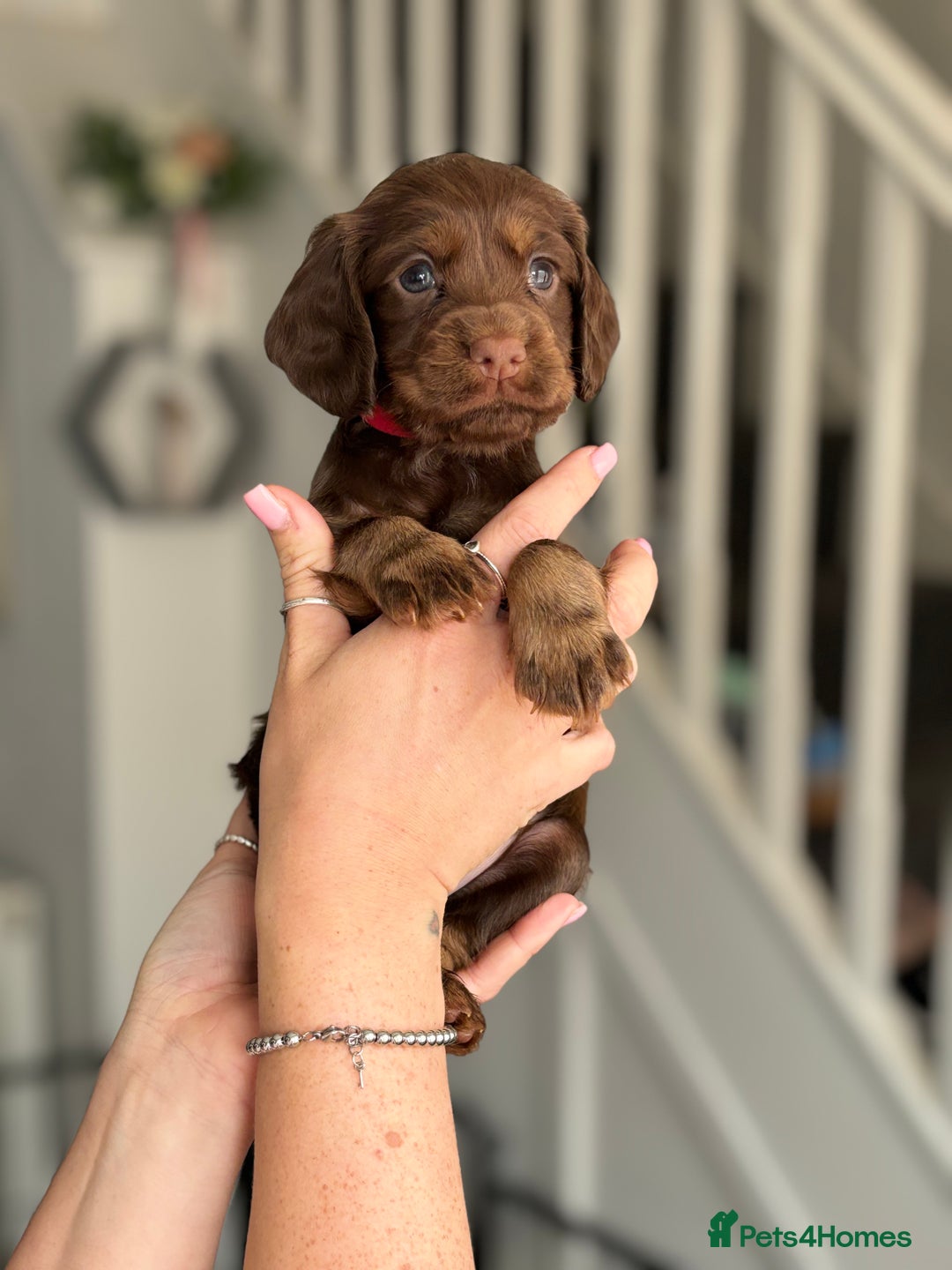 Cocker Spaniel dogs for sale: Cocker spaniel (working cocker spaniel)   - Image 19