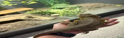 Bearded Dragon reptiles for sale: Friendly Bearded Dragon  in Kettering - Advert 2