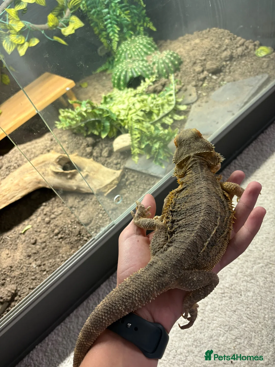 Bearded Dragon reptiles for sale: Friendly Bearded Dragon  in Kettering - Advert 2