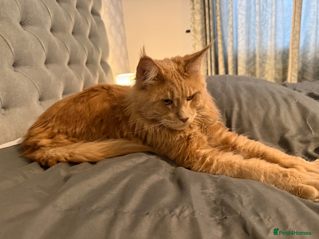 Maine Coon cats for sale: Loving home - Advert 5