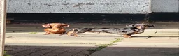 Miniature Dachshund dogs for sale: Male and female miniature dachshund  in Bedworth - Advert 9