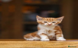 Maine Coon cats for sale: Beautiful Maine Coon X Kittens - Image 23