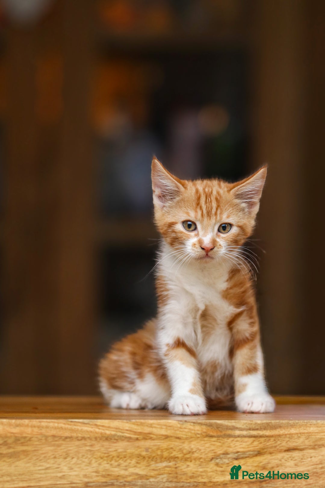 Maine Coon cats for sale: Beautiful Maine Coon X Kittens - Image 23