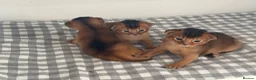 Abyssinian cats for sale: Pure breed Abyssinian kitten GCCF registered  - Advert 13