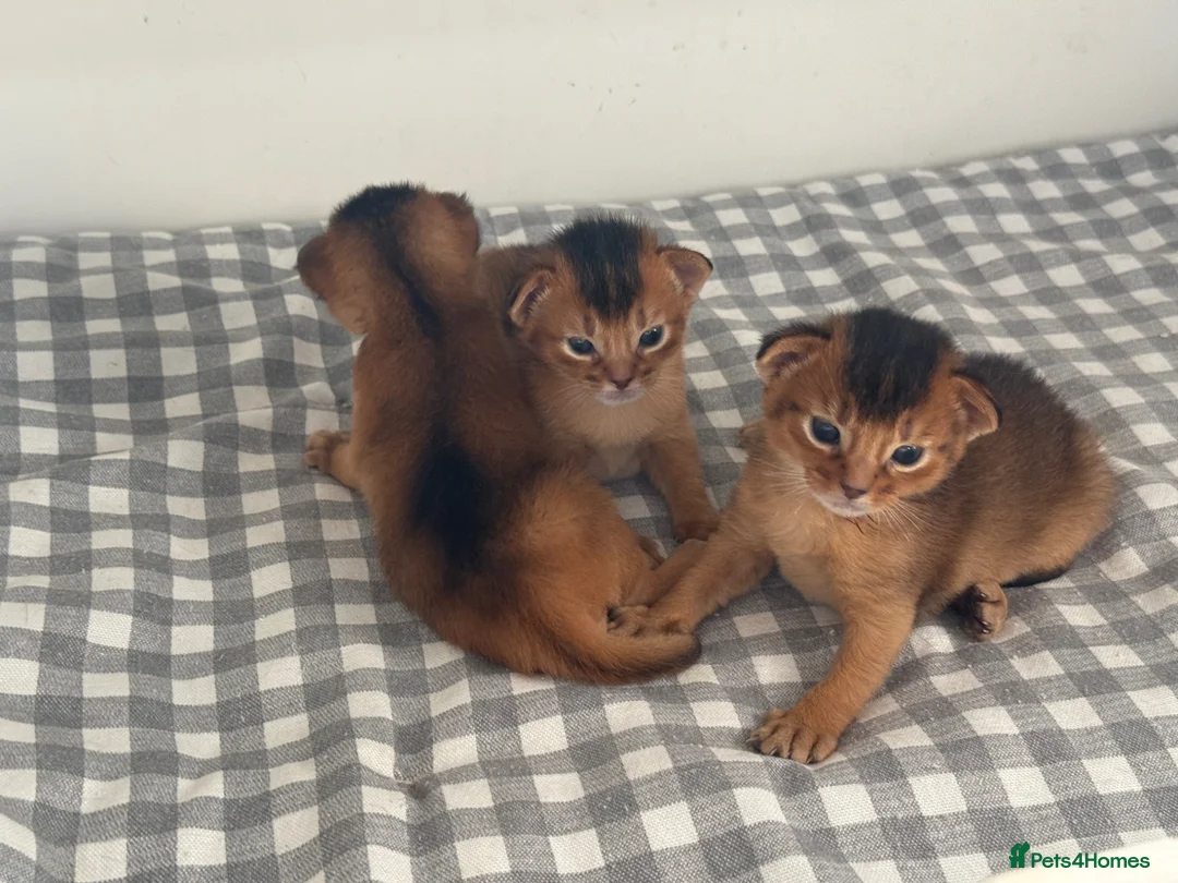 Abyssinian cats for sale: Pure breed Abyssinian kitten GCCF registered  - Advert 13