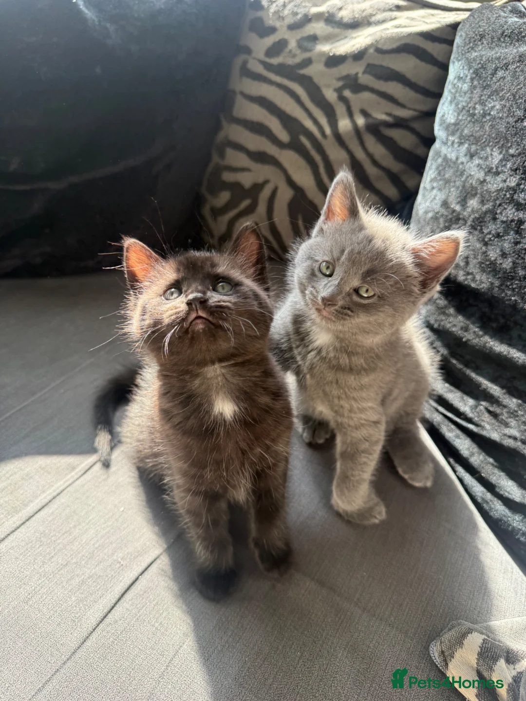 Mixed Breed cats for sale: 2 female kittens for sale  in Stockton-on-Tees - Advert 5