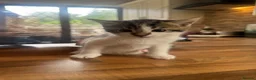 Domestic Shorthair cats for sale: 3 Beautiful Kittens Looking for Their Forever Home - Advert 20