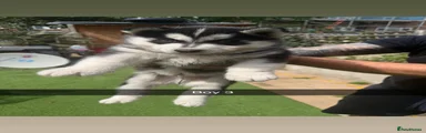 Siberian Husky Puppy boy 3