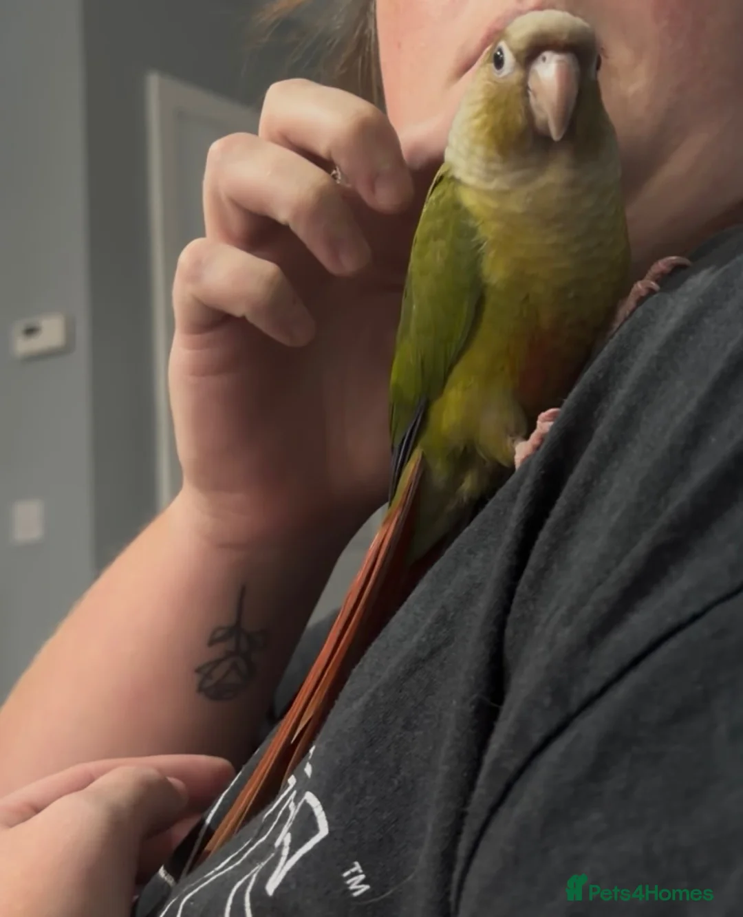 Conures birds for sale: 12 week old Green Cheek Conure  - Advert 2