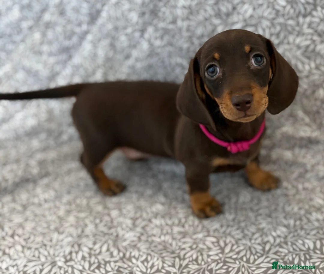 Miniature Dachshund dogs for sale: Kc registered ready to leave  in Basildon - Advert 7