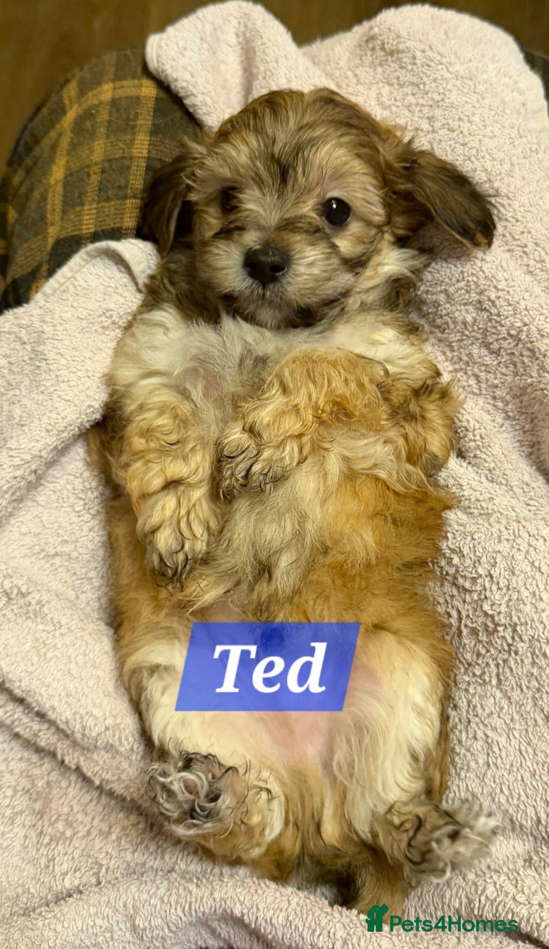 Maltipoo dogs for sale: Multipoo - Advert 21