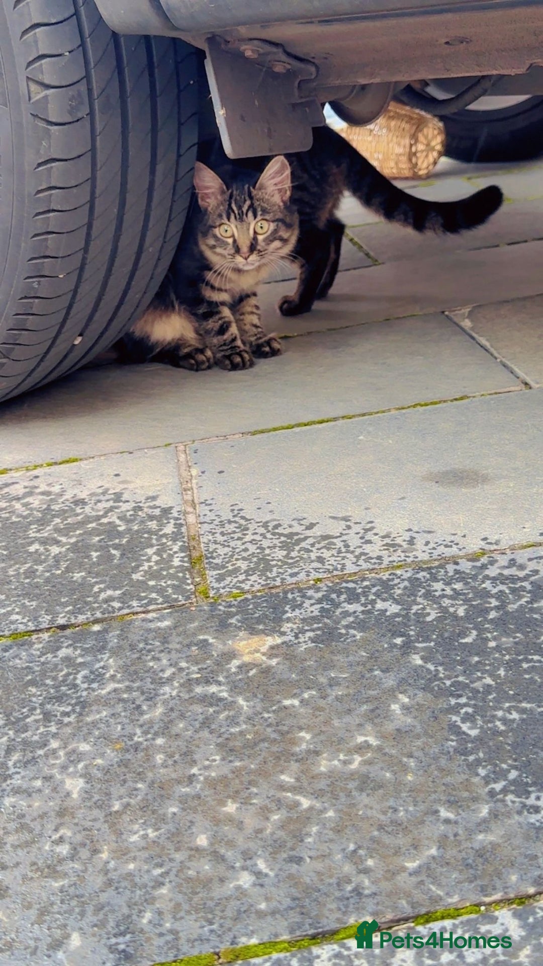 Mixed Breed cats for sale: 2x Female mixed breed kittens for sale  - Image 8