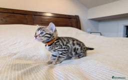 Bengal cats for sale: 🖤🤎 Gorgeous Bengal Kittens 🤎🖤 - Image 18