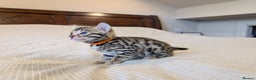 Bengal cats for sale: 🖤🤎 Gorgeous Bengal Kittens 🤎🖤 - Advert 36