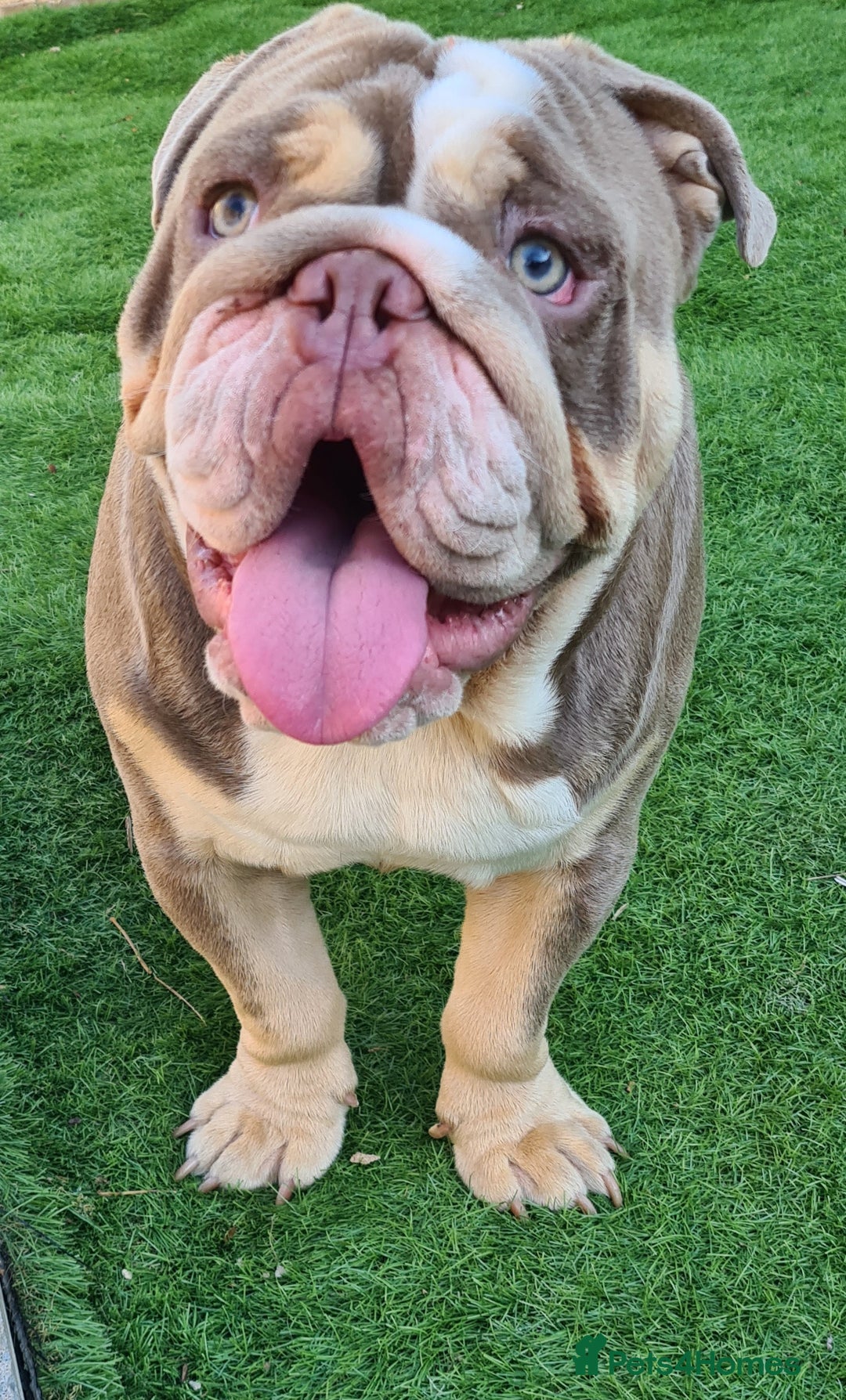 English Bulldog dogs for stud: Dog for stud in Dagenham - Advert 26