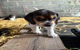 Beagle dogs for sale:  Beagle Pups - Parents DNA Tested - Image 3