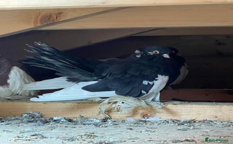 Pigeons birds - Advert 10