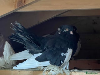 Pigeons birds - Advert 1