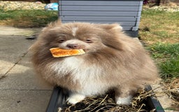 Pomeranian dogs for sale: Adorable pair of 1 year old Pomeranian boys!  - Image 5