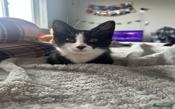 Mixed Breed cats for sale: 18-week old kitten needing a new home  - Image 2
