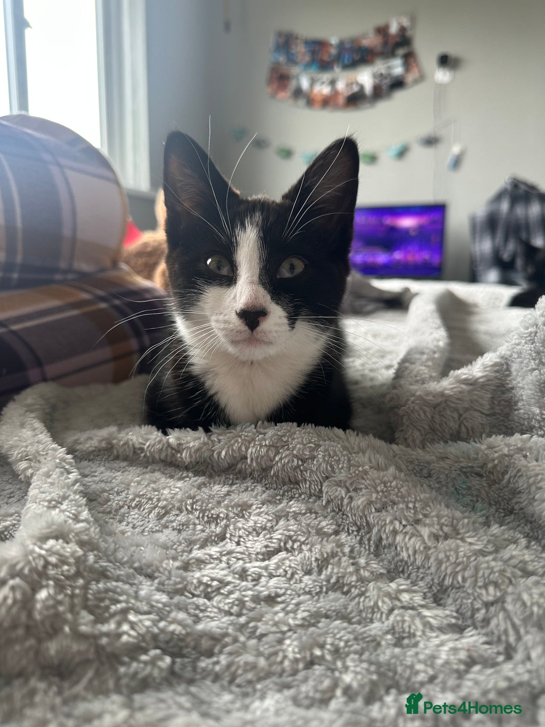 Mixed Breed cats for sale: 18-week old kitten needing a new home  - Image 2
