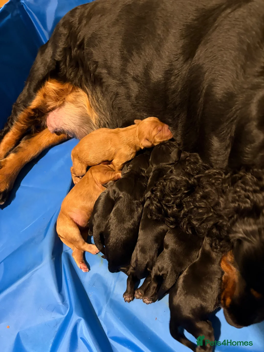 Cockapoo dogs for sale: 8 F1B cockapoo puppies for sale - Advert 1