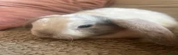 Mini Lop rabbits for sale: Baby Mini Lops - Advert 2