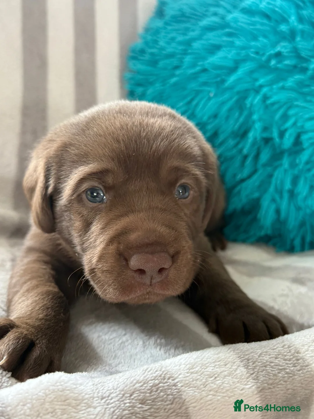 Labrador Retriever dogs for sale: Beautiful KC Chocolate Labrador Puppies - Advert 2