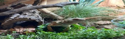 Bearded Dragon reptiles for sale: Bearded Dragon + 4ft Viv LumenIZE Setup - Advert 5