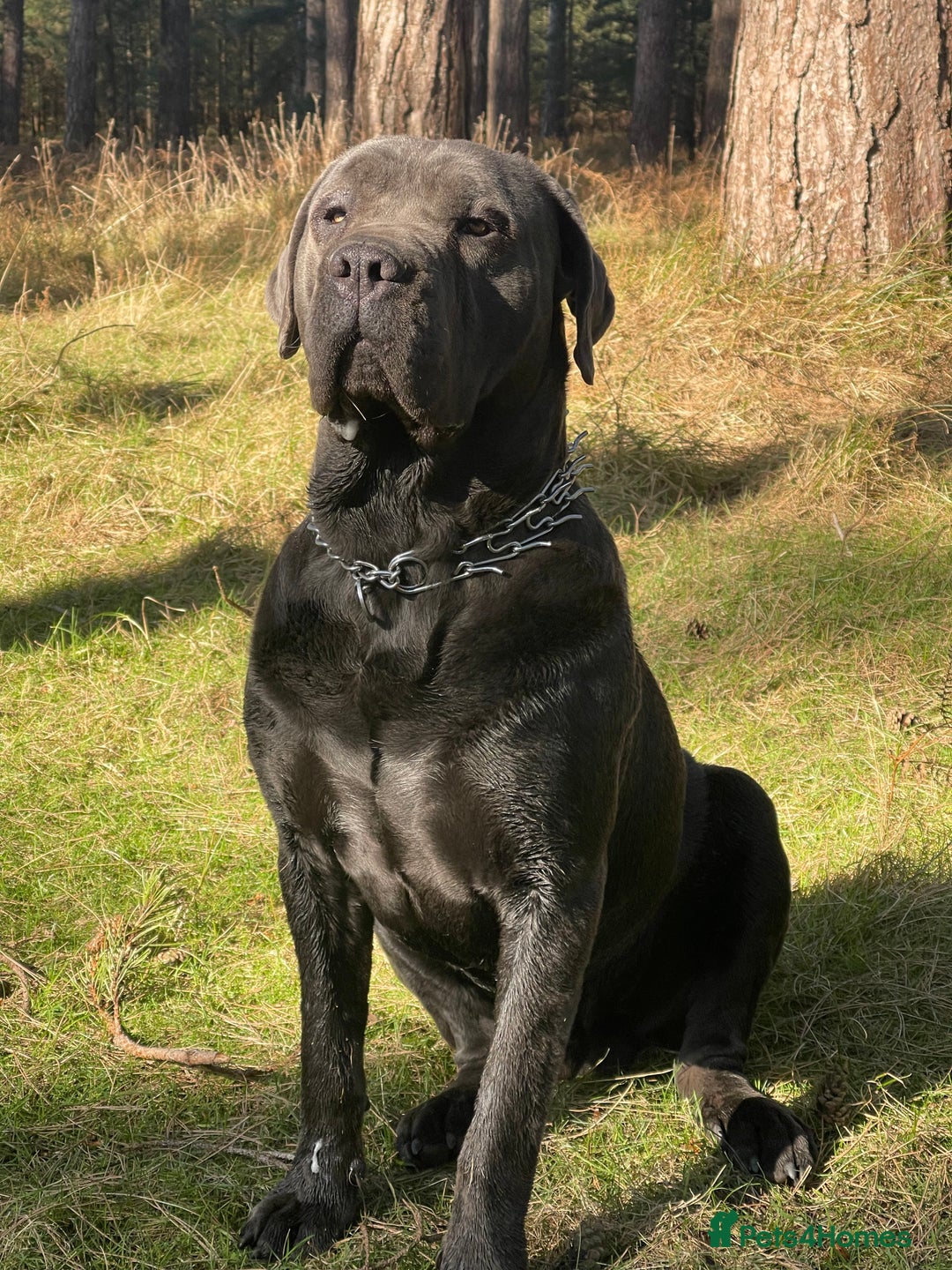 Cane Corso dogs for sale: Urgent! Stunning boy looking for a new home! - Image 3