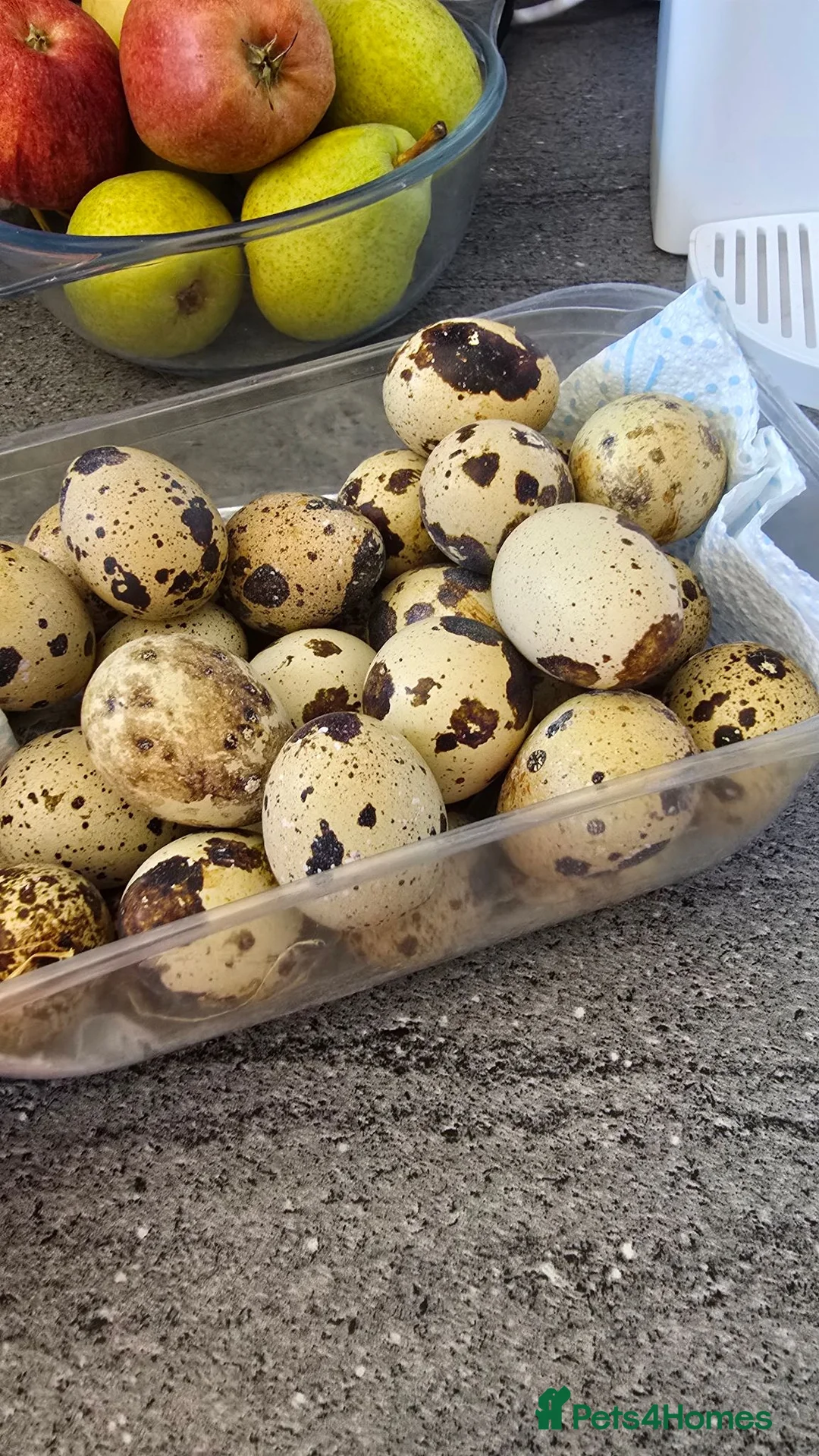 Quail poultry for sale: Hatching Eggs - Advert 2