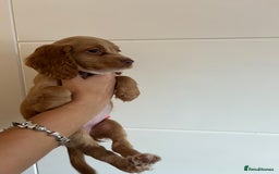 Cocker Spaniel dogs for sale: 2 female purebred cocker spaniels - Image 16