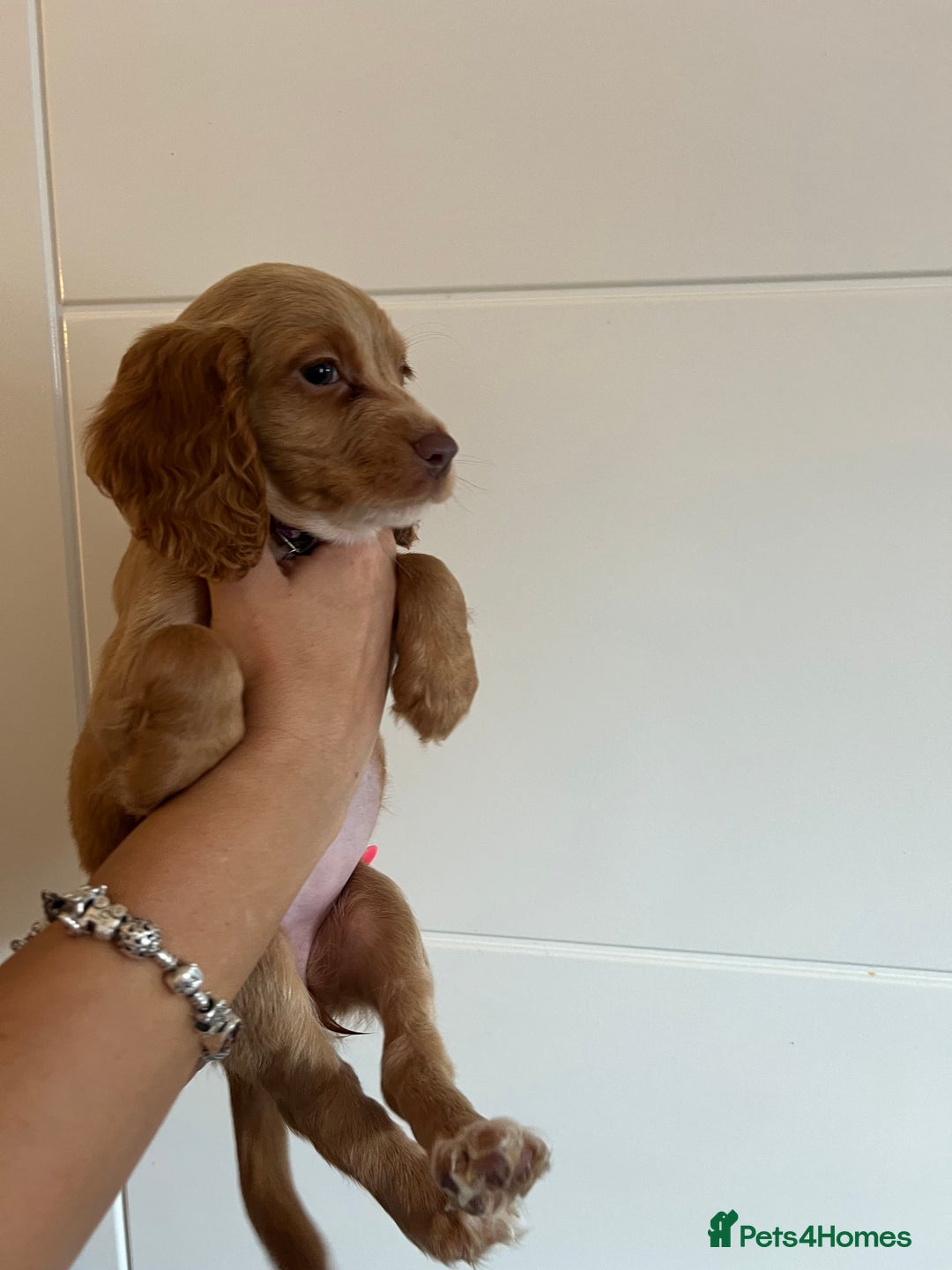 Cocker Spaniel dogs for sale: 2 female purebred cocker spaniels - Image 16