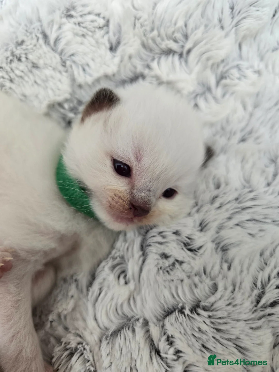 Ragdoll cats for stud: Blue Point Champion Line GCCF Registered Stud in Maidstone - Advert 17