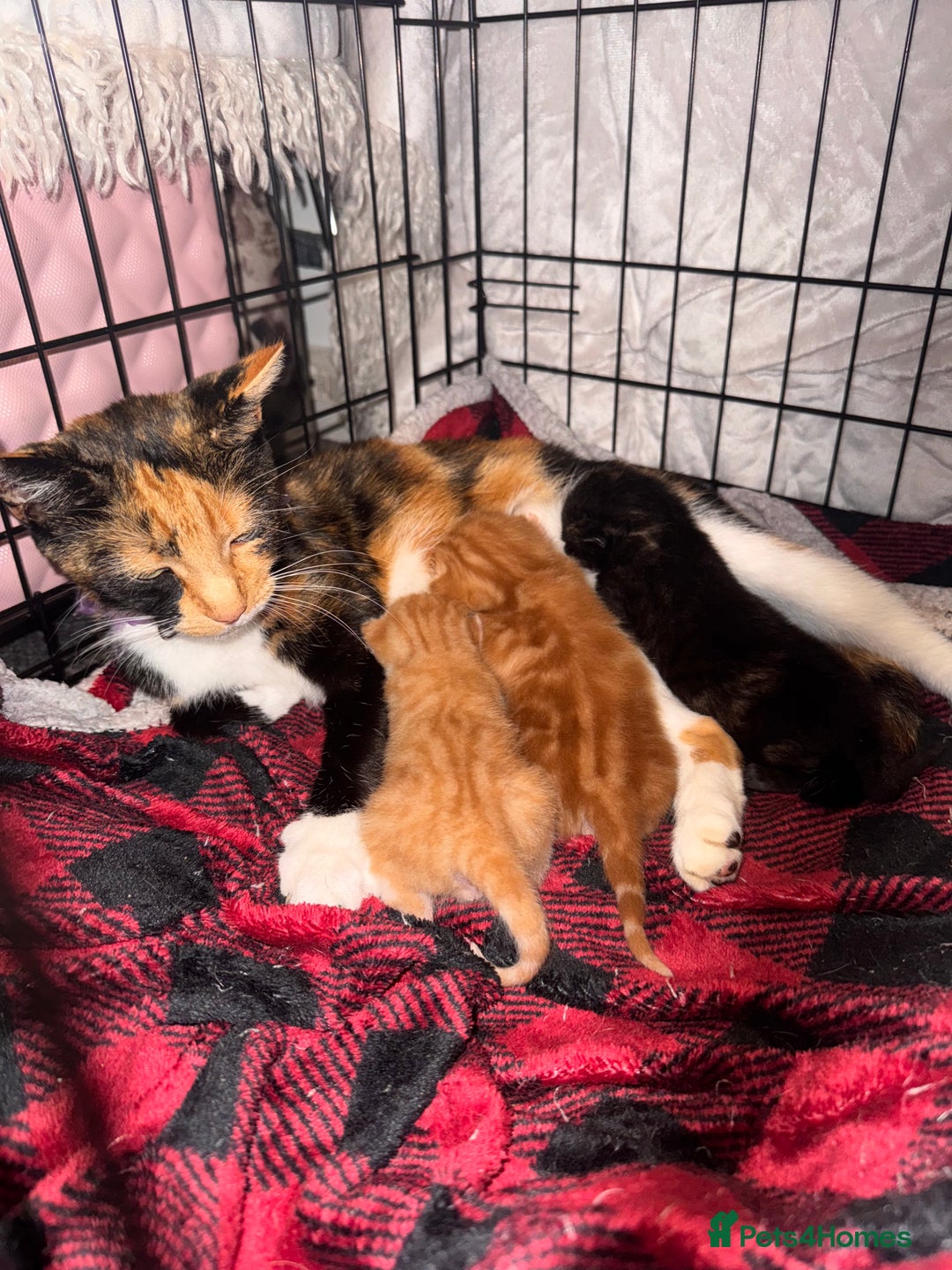 Brazilian Shorthair cats for sale: ***** Beautiful babies ***** - Image 4