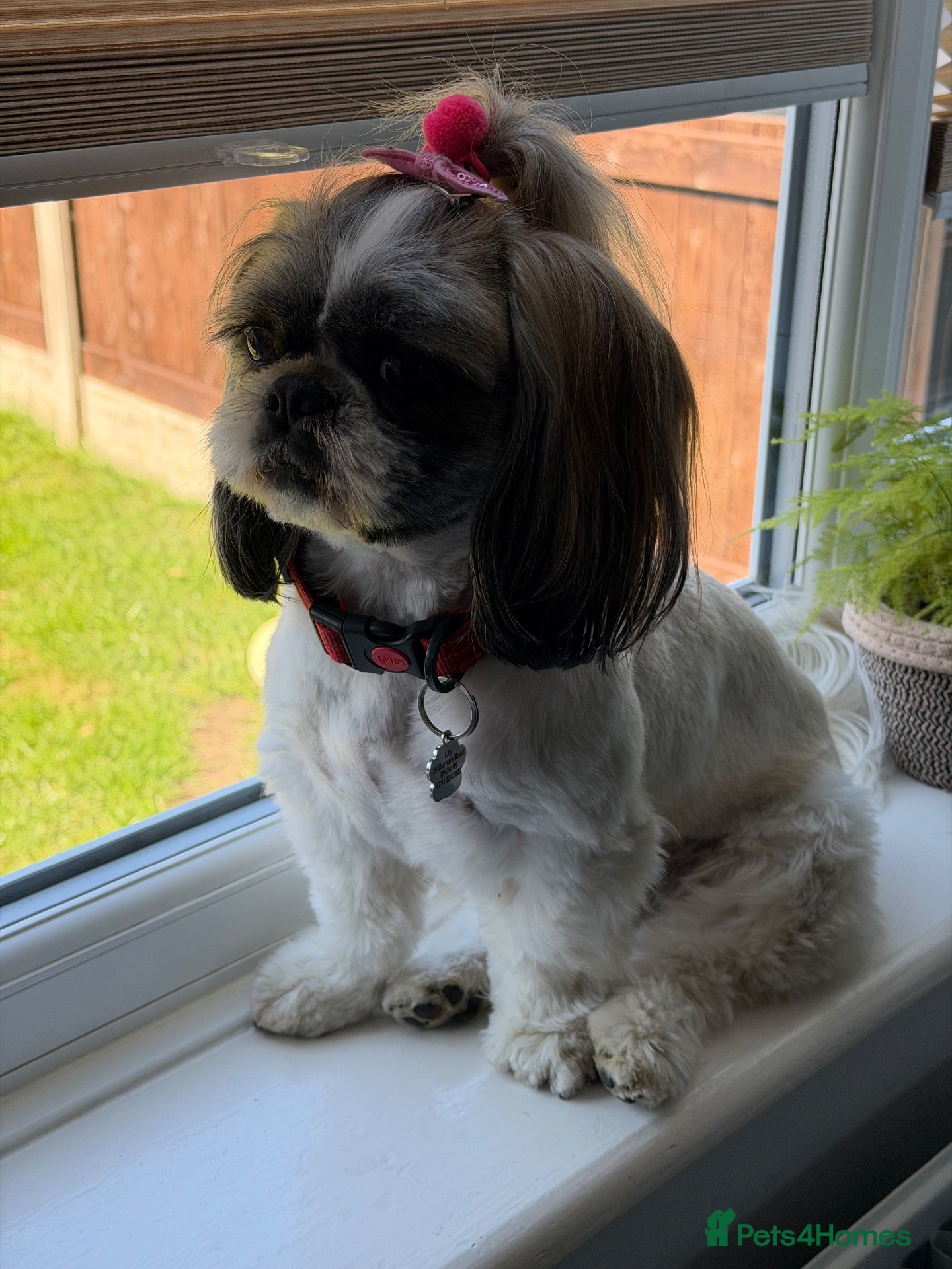 Malshi dogs Malshi Puppies Looking for Their Forever Homes 🐾 - Advert 7