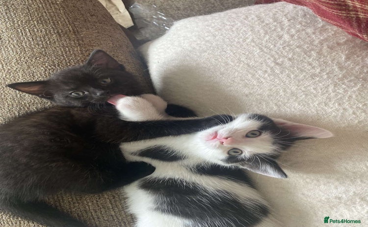 Domestic Shorthair cats - Advert 1