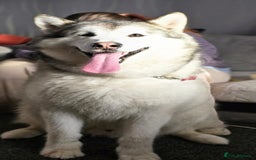 Alaskan Malamute dogs for sale: My name is Leo  - Image 1