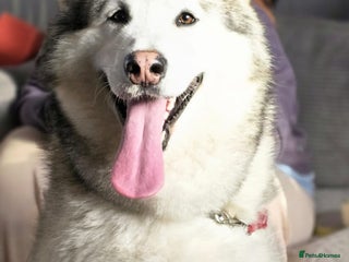 Alaskan Malamute dogs for sale - Advert 1