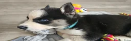 Huskita dogs for sale: Puppies for sale  - Advert 28