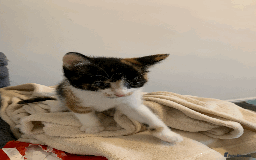 Mixed Breed cats for sale: gorgeous kittens male and female  - Image 5