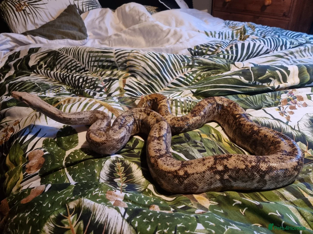 Boa Snake reptiles for sale: Hog island boa - Advert 2