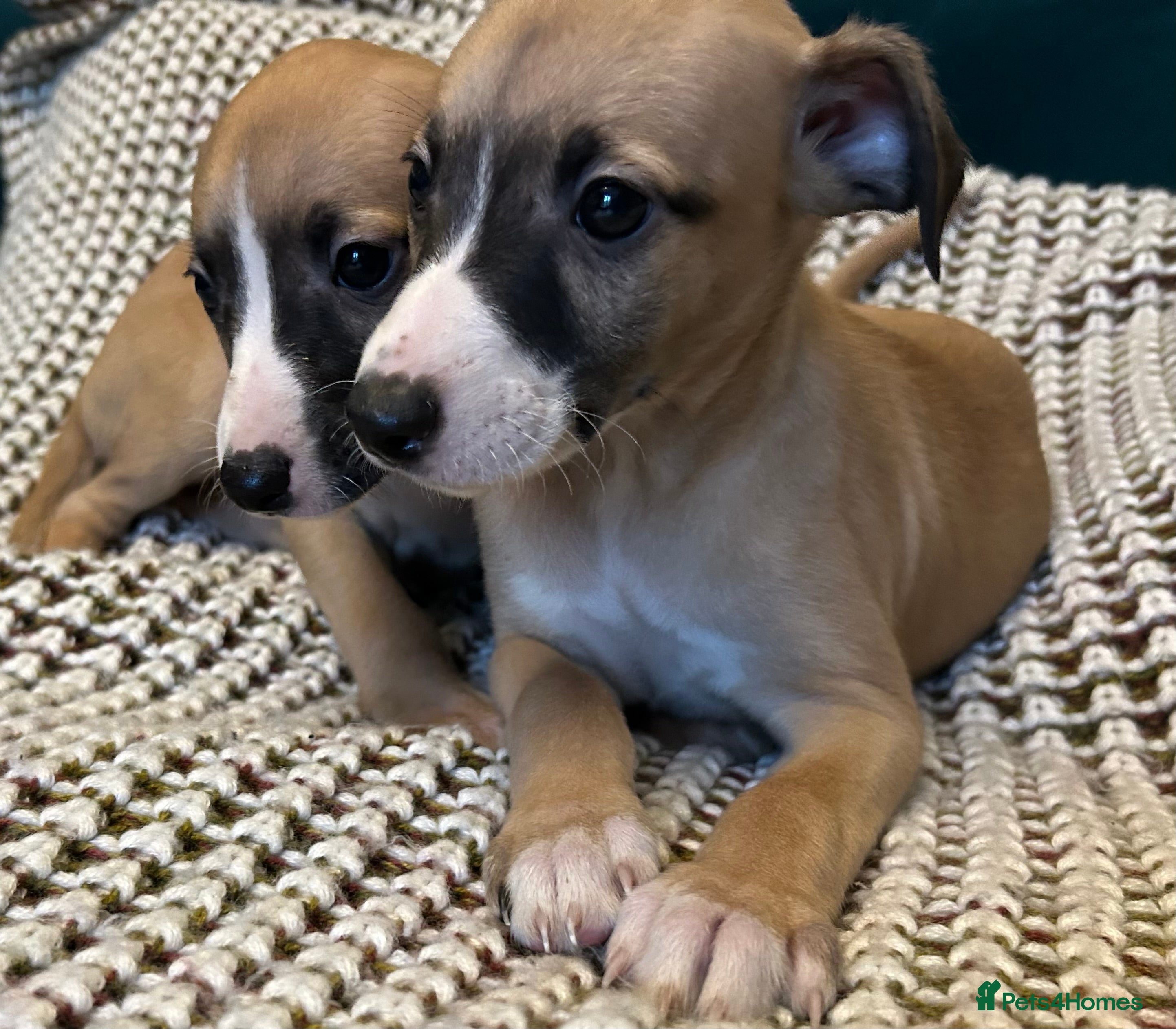 Whippet dogs Male puppy available Full pedigree and kc reg  - Advert 5