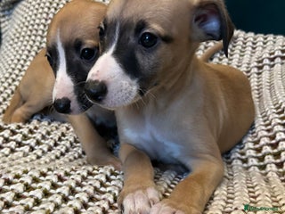 Whippet dogs Male puppy available Full pedigree and kc reg - Advert 1