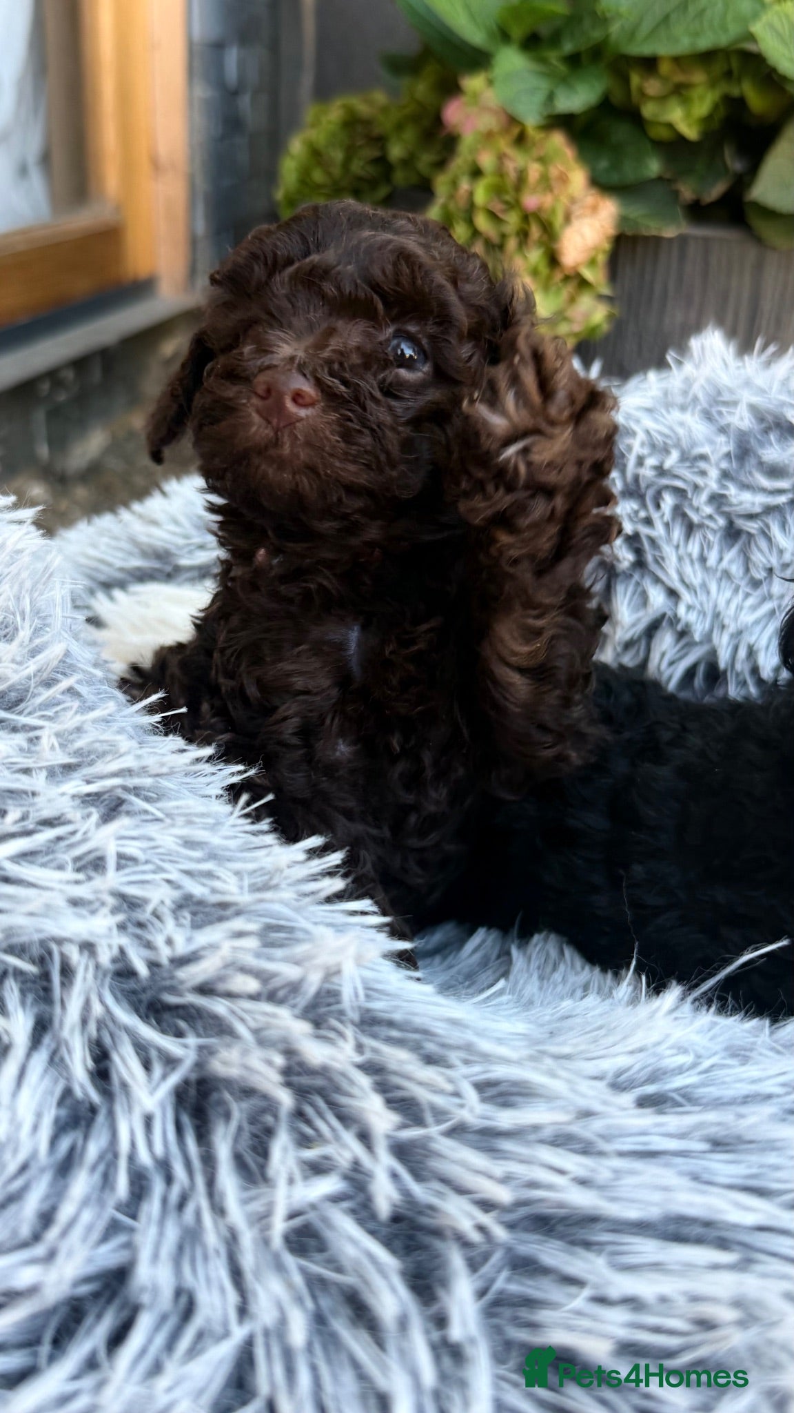Toy Poodle dogs Last  Handsome boy Available 🦋 - Advert 2