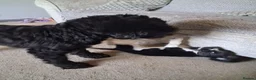 Bocker dogs for sale: 10 week old brocker - Advert 2