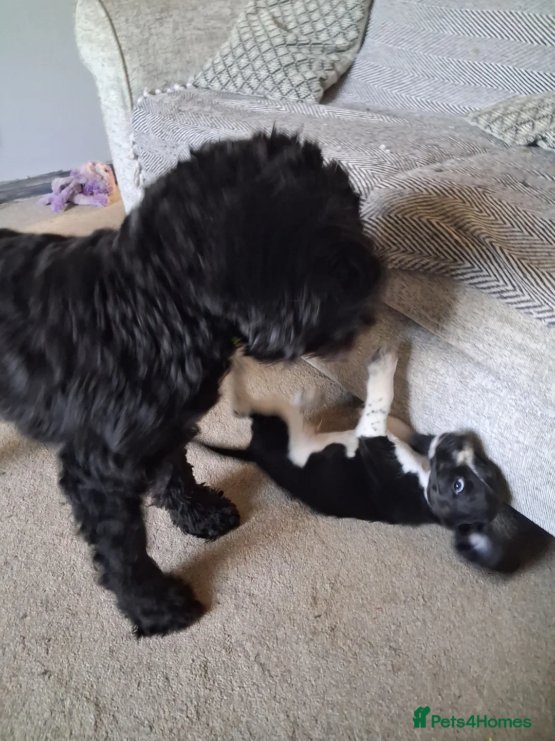 Bocker dogs for sale: 10 week old brocker - Advert 2