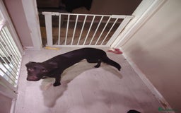 Mixed Breed dogs for sale: Rehome - Image 6